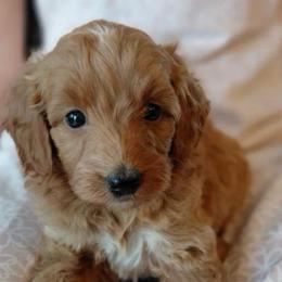 Goldie - Red  female Goldendoodle puppy in Philadelphia, Pennsylvania from Jah’s Retrievers