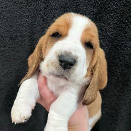 Heath (light blue) - Brown black and white male Basset Hound puppy in Kingsport, Tennessee from Bear’s Bassets