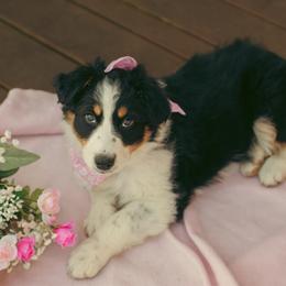 Juliet - Black tri-color female Australian Shepherd puppy in Cotati, California from Tried and True Aussies
