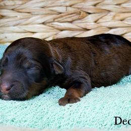 Decaf - Sable female Aussiedoodle puppy in Henry, Illinois from Rowe Farms Doodles