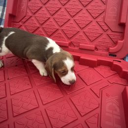 Spicy - Brown and white female Beagle puppy in Lemoore, California from Linda's Puppies
