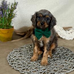 Green boy - Merle male Cavapoo puppy in Waukesha, Wisconsin from Bernedoodle Boutique (and Cavapoos)
