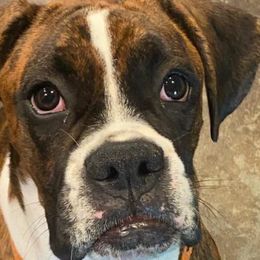 Boxers from Dudley’s Boxers