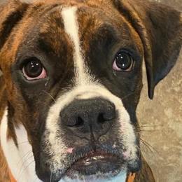 Boxers from Dudley’s Boxers