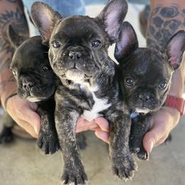 French Bulldogs from Angie's French Bulldogs