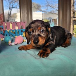 Hopper - Dapple Dachshund puppy in Sherman, Texas from Hardy Miniature Dachshunds