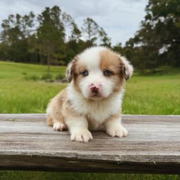Turbo - Red merle and white male American Corgi puppy in Windermere, Florida from Canaan Farm Corgis