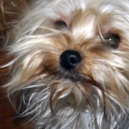 Honey - Yorkshire Terrier