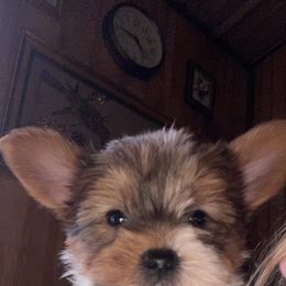 Biewer Terrier and Yorkshire Terrier Puppies from Terry's Terriers