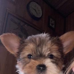 Biewer Terrier and Yorkshire Terrier Puppies from Terry's Terriers
