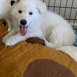 Berger Blanc Suisse Puppies from Absolute Dream White Swiss Shepherds