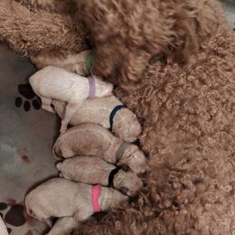 Diamond - Apricot female Goldendoodle puppy in Hendersonville, Tennessee from Ben's Best Buddy Goldendoodles