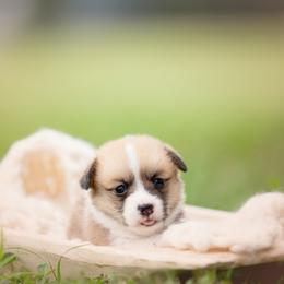 Black Collar- Male- Blaze - Sable male Pembroke Welsh Corgi puppy in Waverly Hall, Georgia from 6g Ranch Corgis