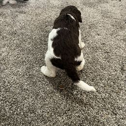 Aussiedoodle and Poodle Puppies from Covington Acres