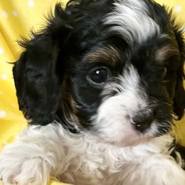Cavapoos and Goldendoodles from Cavapoos and Goldendoodles