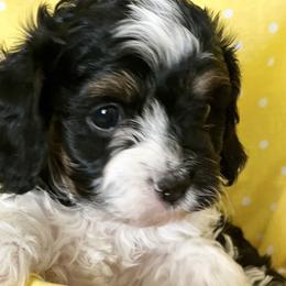 Cavapoos and Goldendoodles from Cavapoos and Goldendoodles