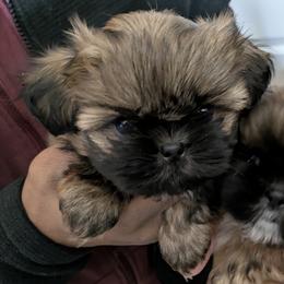 Shih Tzu Puppies from Ming Xing Shih Tzu