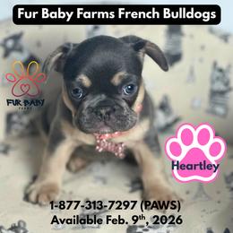 Heartley - Tricolors female French Bulldog puppy in Michigan from Fur Baby Farms