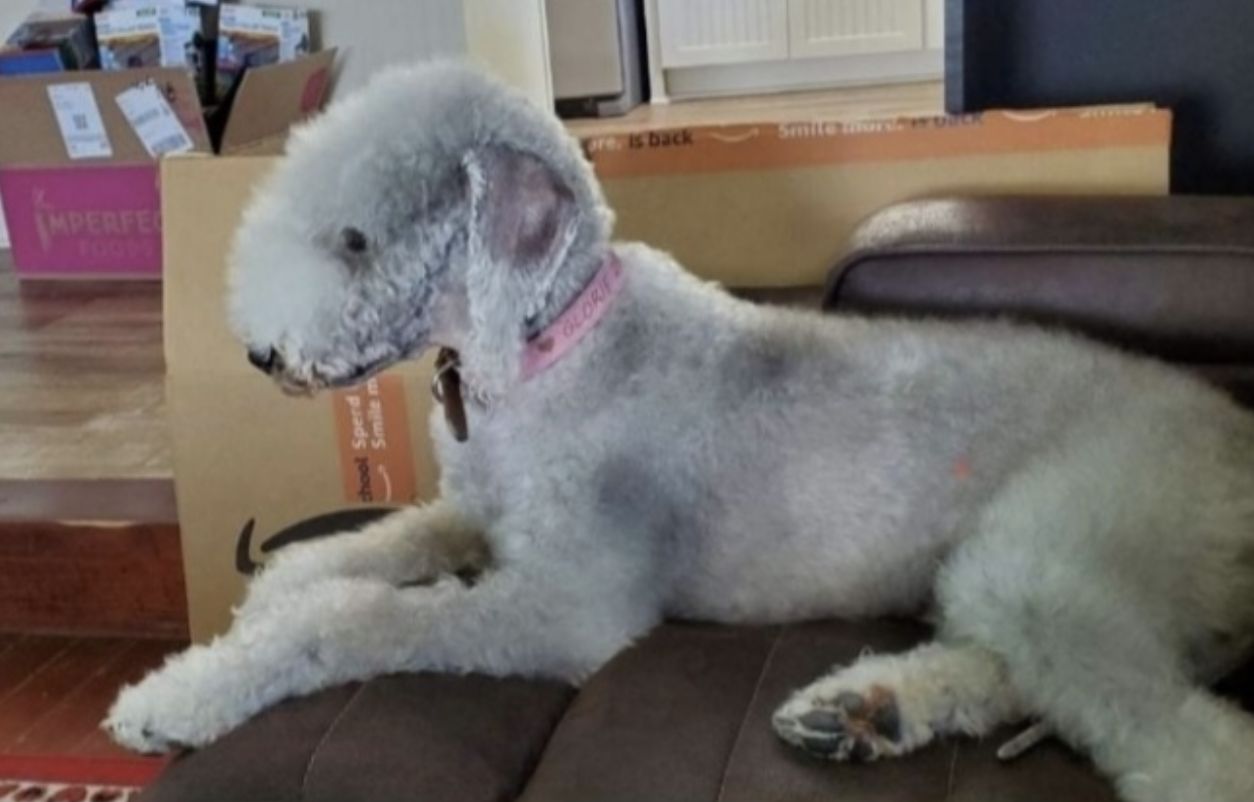 Imperial Kennels in Texas Bedlington Terrier puppies Good Dog