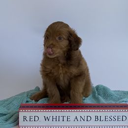 Boy 1 - Red merle male Assorted Doodle Crosses puppy in Waco, Georgia from Huff Family Doxies & Doodles