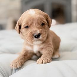 Orange Girl - Apricot female Goldendoodle puppy in Twin Falls, Idaho from Magic Valley Family Doodles