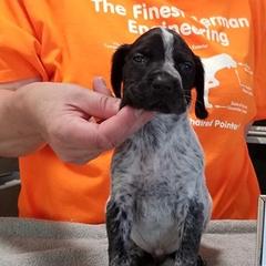 German Shorthaired Pointer Puppies from Pretty Prairie Kennel