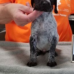 German Shorthaired Pointer Puppies from Pretty Prairie Kennel