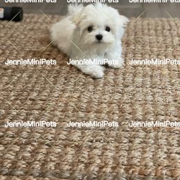 Maltese Puppies from JennieMiniPets