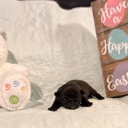 Basil Boone - Silver male Pug puppy in Smiths Station, Alabama from Magnolia Pugs