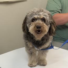 Peter - Aussiedoodle