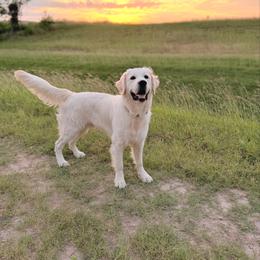 Golden Retriever puppies from Lakemist Retrievers