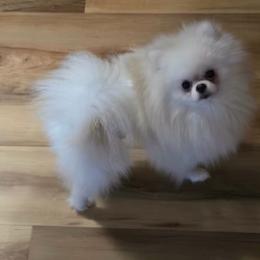 Snow ball - White male Pomeranian puppy in Burbank, California from Haus of Pomeranians