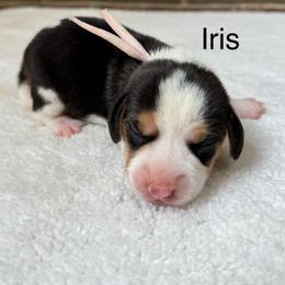 Iris - Black white and tan female Beagle puppy in Rogersville, Missouri from Hales Little Beagle Haven