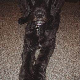 Goldendoodles from KCGoldenDoodle