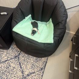 Lucious - Black white and tan male Collie puppy in Beaver, Oklahoma from Lawson’s Lassies