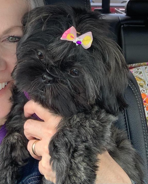 Shih Tzu Puppies from Wandering Tzu