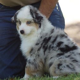 Uma - Miniature American Shepherd