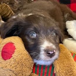 Aussiedoodle Puppies from Drew’s Aussies & Doodles