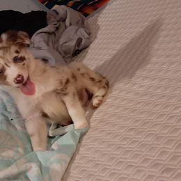 Border Collie Puppies from Lake Ridge Border Collies