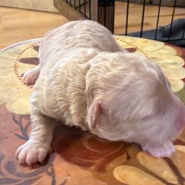 White Apricot Boy - Parti male Poodle puppy in Oneida, Tennessee from Pippa’s Place Poodles