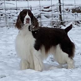 English Springer Spaniels from G&J’s ESS
