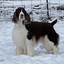 English Springer Spaniels from G&J’s ESS