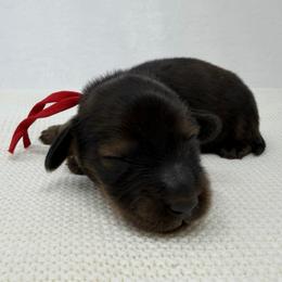 Bon Jovi - Red male Dachshund puppy in Pulaski, Tennessee from Billboard Doxies