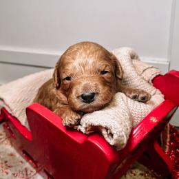 F1B Toy Goldendoodle Hazel - Apricot female Goldendoodle puppy in Redding, California from Casa Delarosa Poodles & Doodles Collective