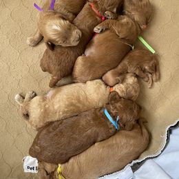 Goldendoodle Puppies from Angel’s Goldendoodle Pups