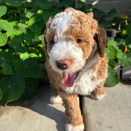 Bluey - Yellow and white male Bernedoodle puppy in Sparrows Point, Maryland from Rosie’s Puppies