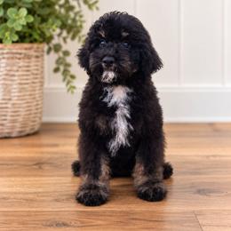 G e o r g e (H a r r i s o n) - Tri-color male Cavapoo puppy in Bullard, Texas from Cavapoochon Central LLC