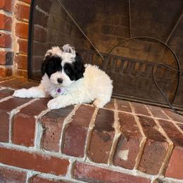 Cowie - Black and white female Bernedoodle puppy in Gainesville, Florida from Alyssa Xxweetdoodles