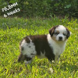 PB.BMM - Blue merle male Miniature Australian Shepherd puppy in Deer Lodge, Tennessee from KSH Aussie Haven