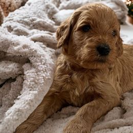 Velvet- light purple - Apricot Goldendoodle puppy in Augusta, Maine from Bridgewood Doodle Farm LLC.
